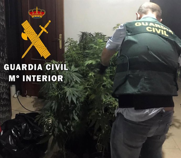Desmantelamiento de un cultivo de marihuana en Roquetas de Mar (Almería).