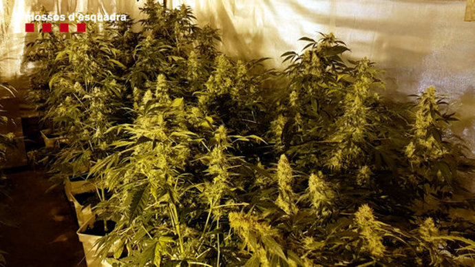 Una de les plantacions de marihuana del grup criminal desarticulat a Catalunya pels Mossos d'Esquadra (Horitzontal).