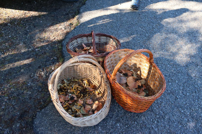 Primer pla d'un cistell ple de bolets. Imatge del 18 d'octubre del 2020. (Horitzontal)