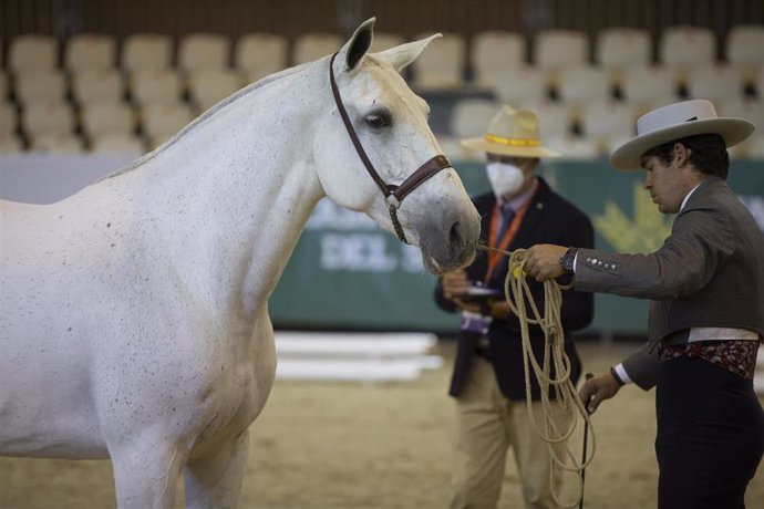 Un jinete junto a su caballo durante una prueba del VI Campeonato del Mundo del Caballo PRE. SICAB es actualmente el mayor evento ecuestre a nivel mundial en torno al caballo de Pura Raza Española. Este año, debido a la pandemia de la Covid-19, se está 