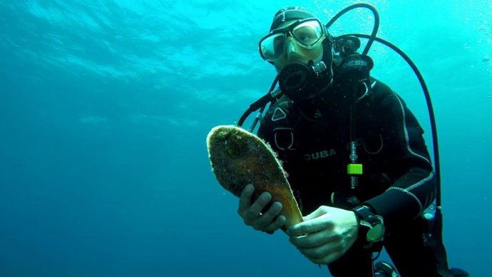 Traslado de 'Pinna nobilis'.