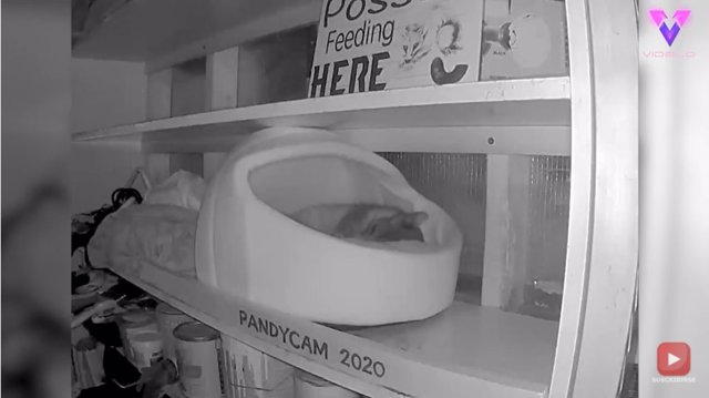 Una mujer encuentra una zarigüeya viviendo en su garaje y termina adoptándola como mascota