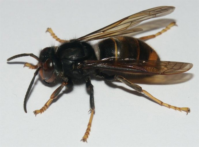 Avispa asiática, vespa velutina