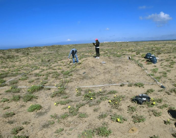 Muestreo de control de la especie Oenothera.