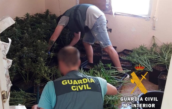 Plantas intervenidas tras el incendio en la vivienda