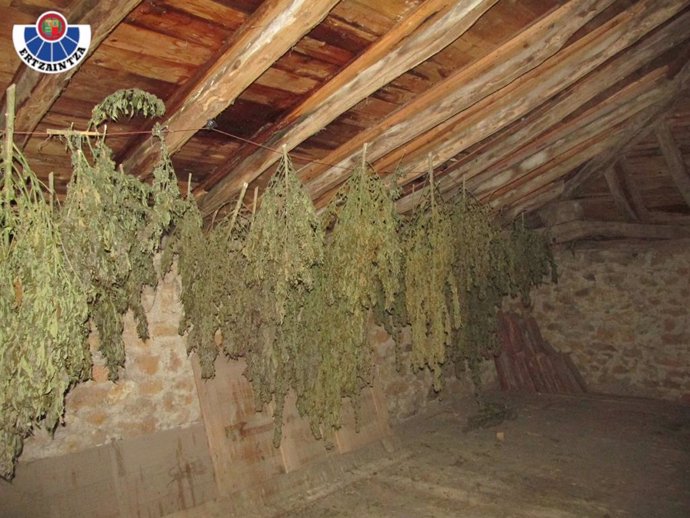 Marihuana localizada por la Ertzaintza en un secadero de Sopuerta, en Bizkaia.
