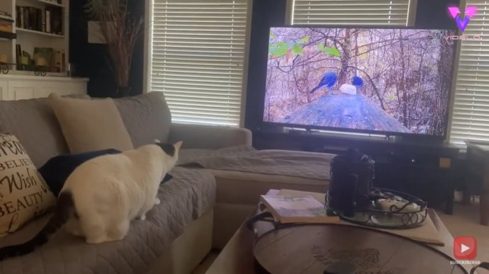 Este gato se estampa contra la pantalla de la televisión al ver un par de pájaros