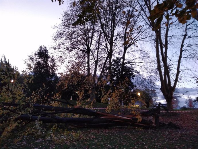 árbol derribado por el viento en el parque de Doña Casilda, en Bilbao