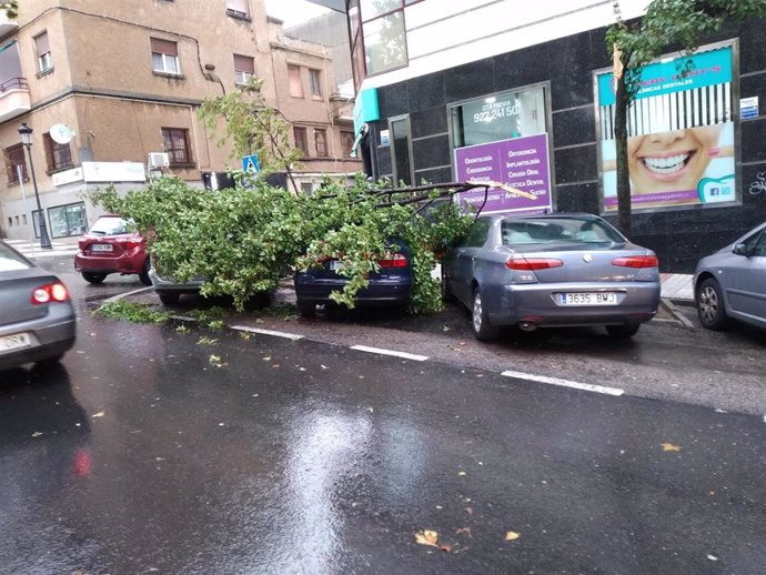 El fuerte viento provoca caídas de ramas de árboles en Cáceres