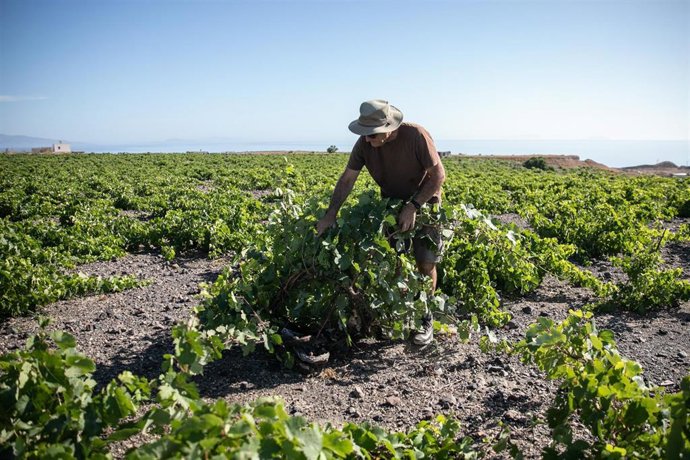 Un agricultor griego en la recogida de la uva.