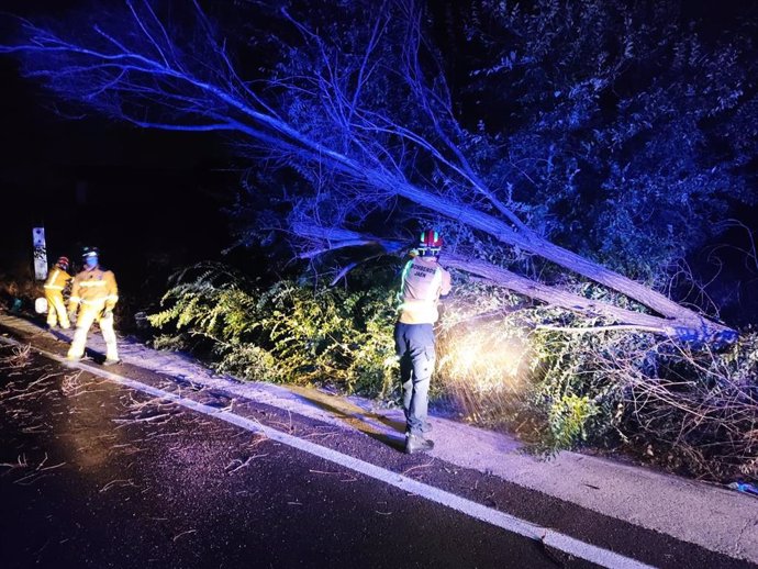Bomberos de Jaén retiran un árbol caído por el fuerte viento.
