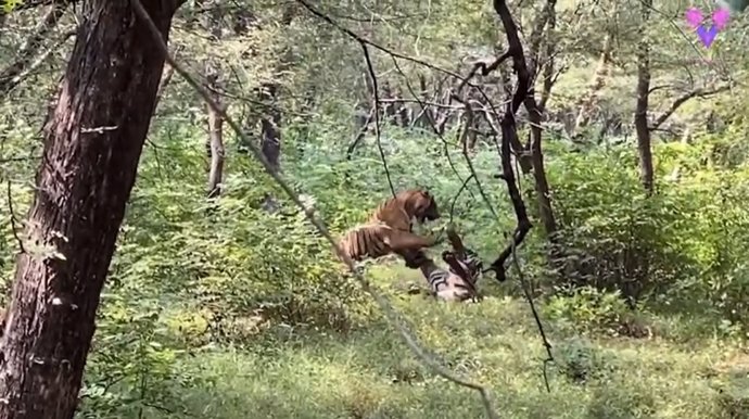 Dos tigres se ensalzan en una feroz pelea delante de un grupo de aficionados a la fotografía
