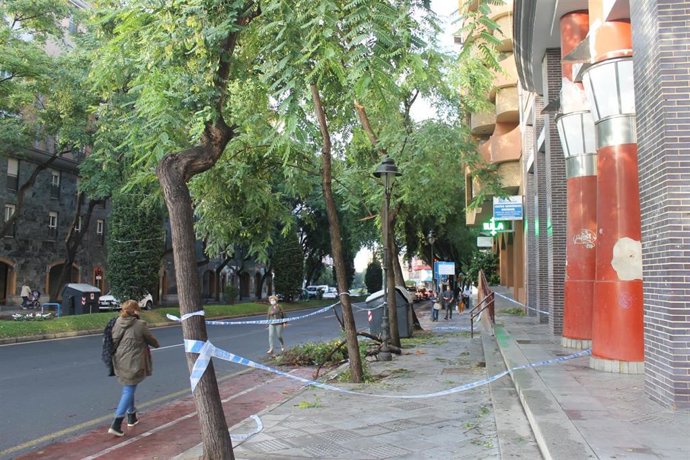 Una rama de árbol caída en la avenida San Sebastián de Huelva.