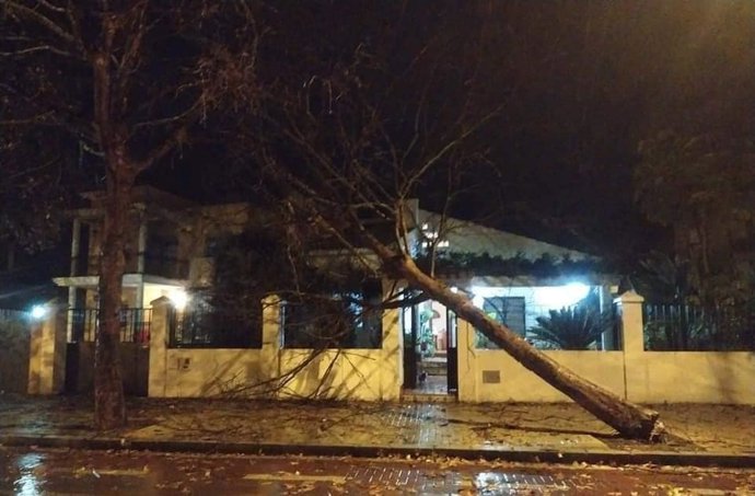 Un árbol caído en Isla Cristina (Huelva).