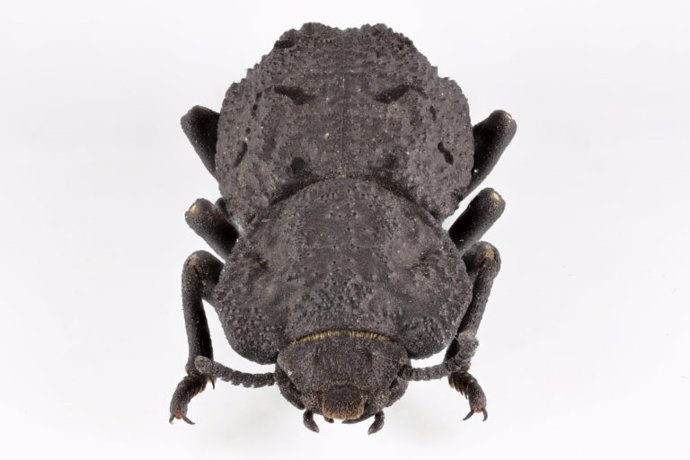 Originario de los hábitats desérticos del sur de California, el diabólico escarabajo acorazado tiene un exoesqueleto que es una de las estructuras más resistentes y resistentes al aplastamiento que se conocen en el reino animal.