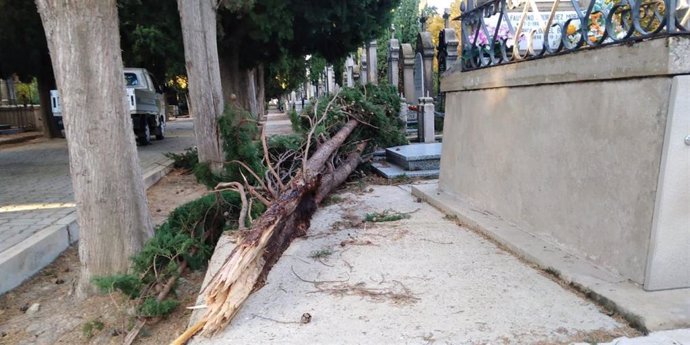 Los fuertes vientos generan daños en árboles de Logroño
