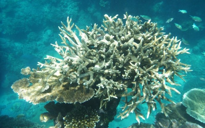 Gran Barrera de Coral de Australia