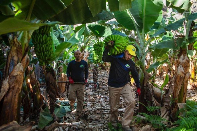 Economía.- Productores Plátano de Canarias tildan de "varapalo" para España que se siga sin resolver el futuro del POSEI