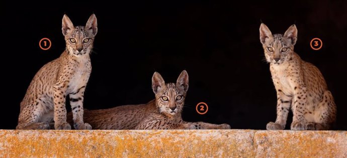WWF busca nombre para las crías de la lince Odrina nacidas en Territorio Lince