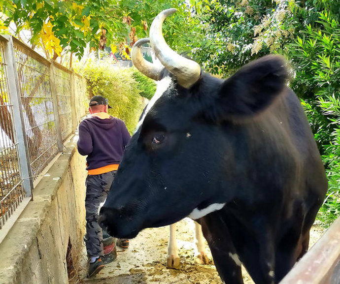Pla curt de la vaca custodiada per l'Ajuntament. Imatge del 21 d'octubre del 2020. (Horitzontal)