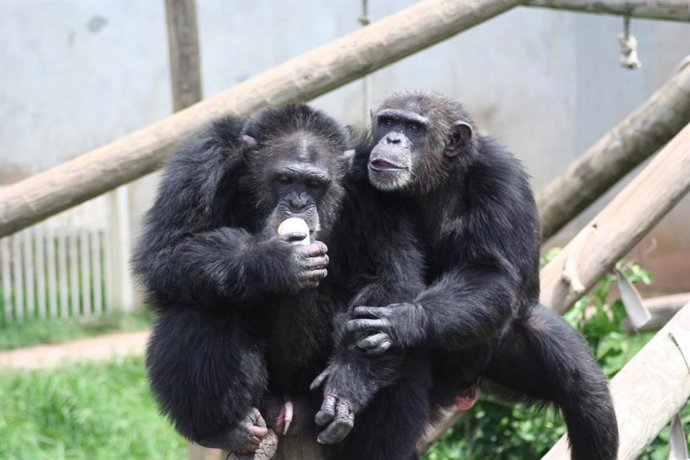 Chimpancés Tina y Martin, estudiados en el Centro Nacional para el Cuidado de Chimpancés en Texas.