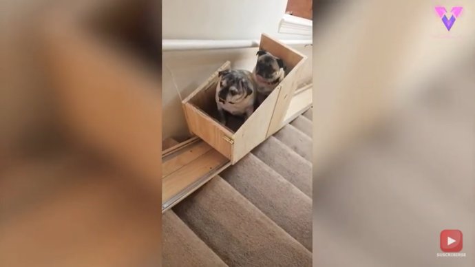 Esta mujer fabrica un salvaescaleras casero para ayudar a sus perros mayores en su autonomía