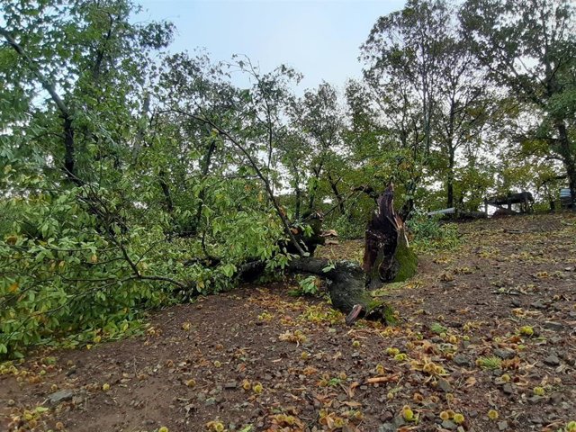 Castaños arrancados por el temporal en Fuenteheridos (Huelva).