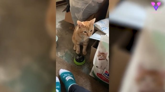 Este gato está aprendiendo a usar botones de voz para comunicar lo que quiere a su dueña