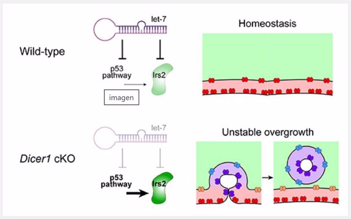 Micro RNA