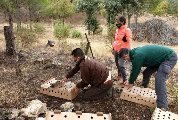 Jaén.- La Junta suelta perdices en el Parque Natural de Despeñaperros para mejor