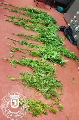 Policía Municipal de Madrid localizara e incautan varias plantas de marihuana en un domicilio del distrito de Latina.