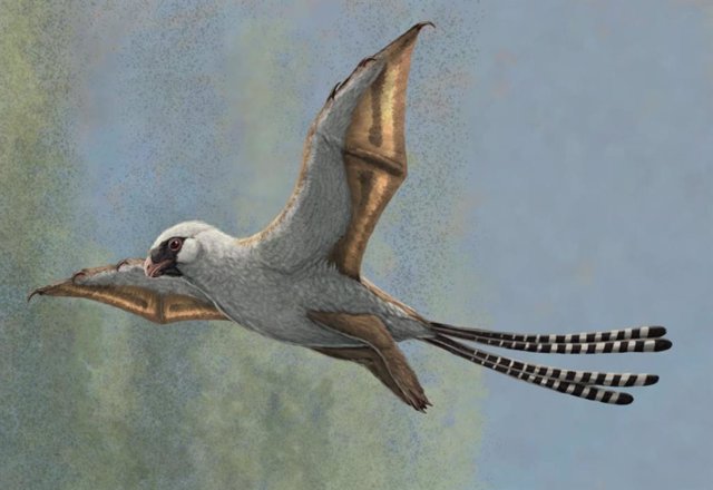 Esta ilustración muestra una reconstrucción de Ambopteryx planeando