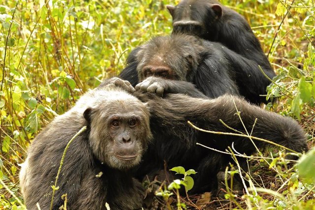 Tres machos se acicalan juntos en una cadena: Likizo (un macho más joven) prepara a Big Brown (un macho mayor), que cuida a Lanjo (otro macho más joven).