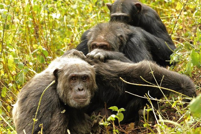 Los chimpances también seleccionan con quién socializan al envejecer 