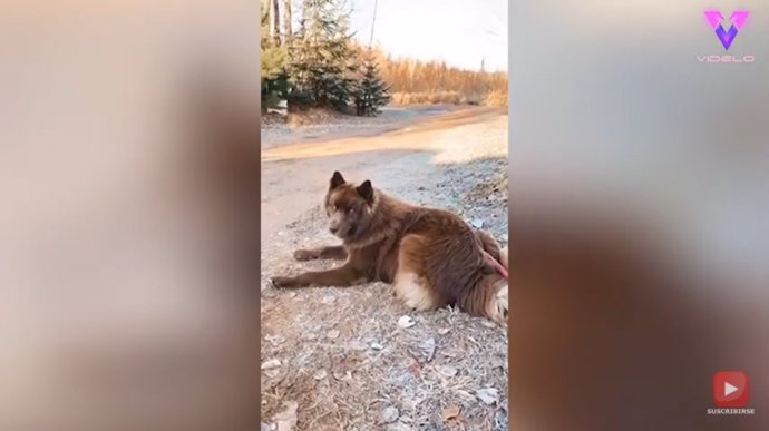 El inusual aspecto de este Husky hace que a menudo lo confundan con un lobo
