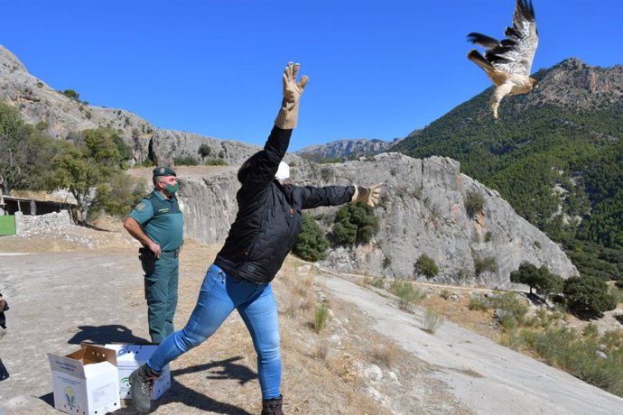 Suelta de águila calzada en el Parque Natural Sierra de Castril