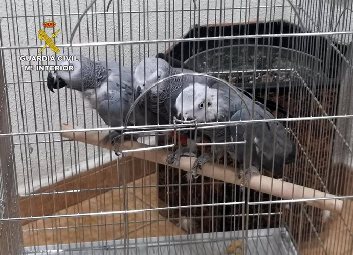 Imagen de dos de las aves exóticas recuperadas por la Guardia Civil