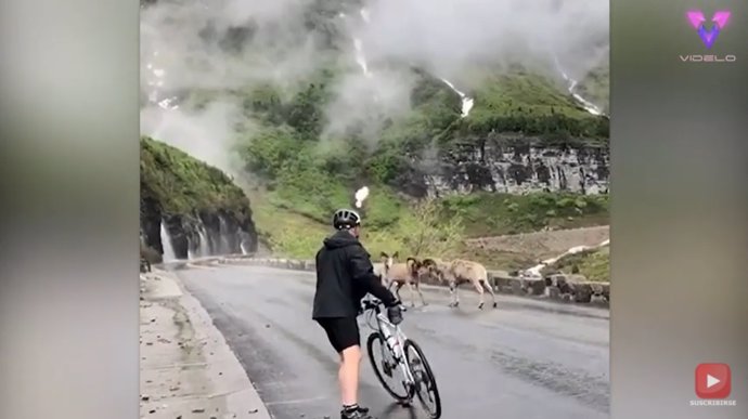 Un grupo de ciclistas se encuentra con una pelea entre enormes ovejas de 143 kilos