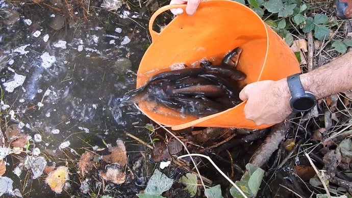 Agro.- La Conselleria de Agricultura libera peces autóctonos en Alguaire (Lleida