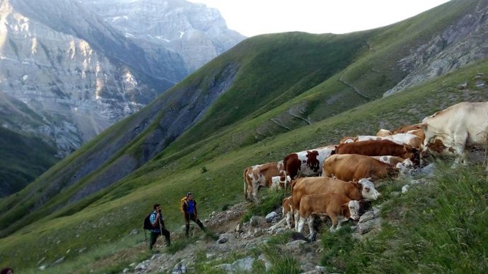 Una mesa sobre Ganadería extensiva y el paisaje de montaña cierra el Foro del Centenario de Ordesa y Monte Perdido.