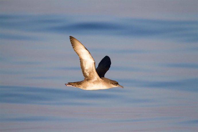 La pardela balear, una especie endémica en España, está en peligro de extinción.