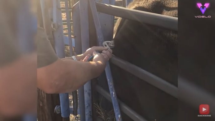 Este hombre saca el cuerno de un alce del costado de una vaca tras una aparente embestida