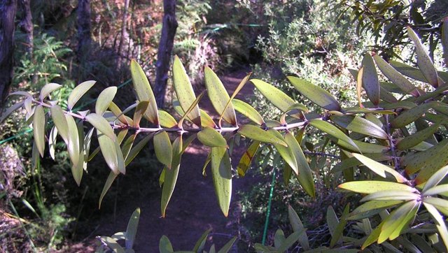 Hojas de kauri joven