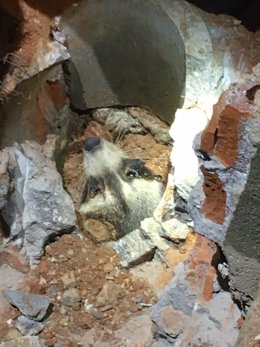 Rescatan un mapache atrapado en una cañería de Torres de la Alameda