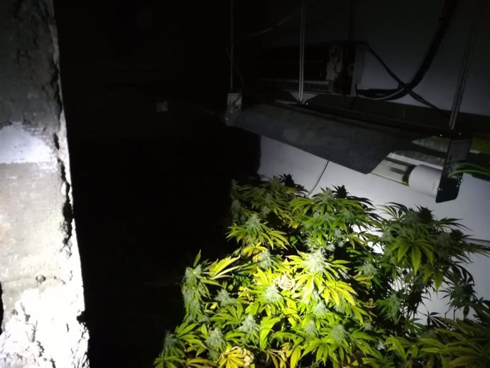 Plantas de marihuana en un garaje de Almería capital