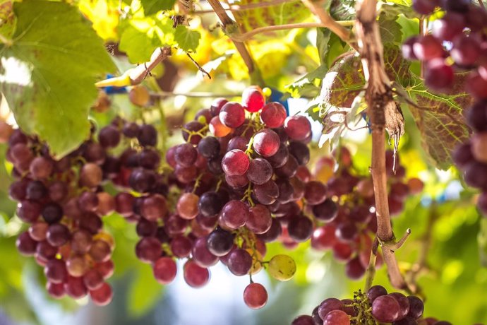 Recuperan variedades de uva autóctonas más resistentes al mildiu y al cambio cli