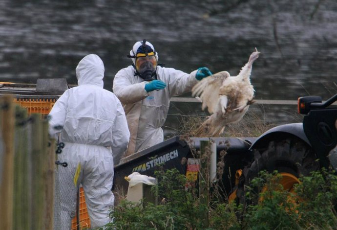 Corea.- Corea del Sur confirma su primer caso de gripe aviar "altamente patógena