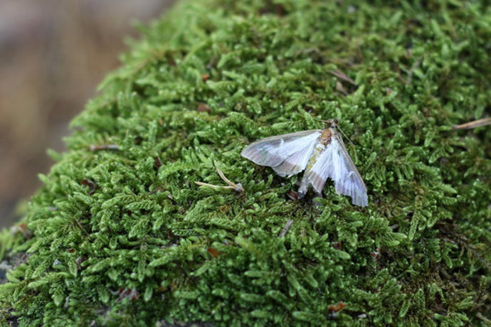 Pla detall d'una papallona del boix al parc natural dels Ports. (horitzontal)