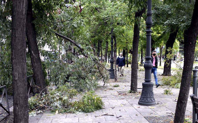 Dos personas caminan junto a varios árboles caídos en el Paseo de la Castellana, en Madrid (España), a 21 de octubre de 2020.  