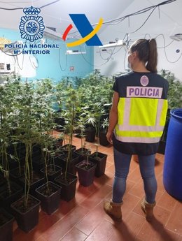 Plantación de marihuana desmentalada por la Policía Nacional